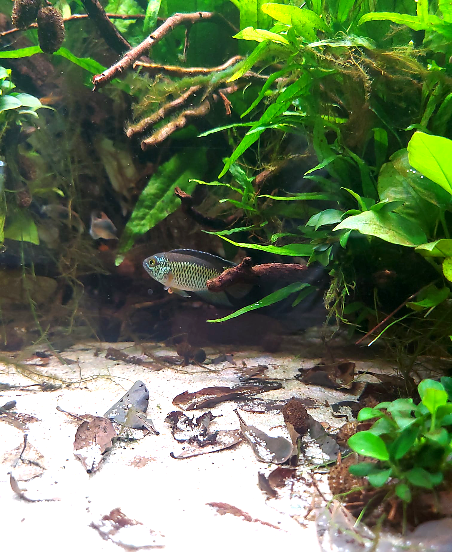 Large planted aquascape installation