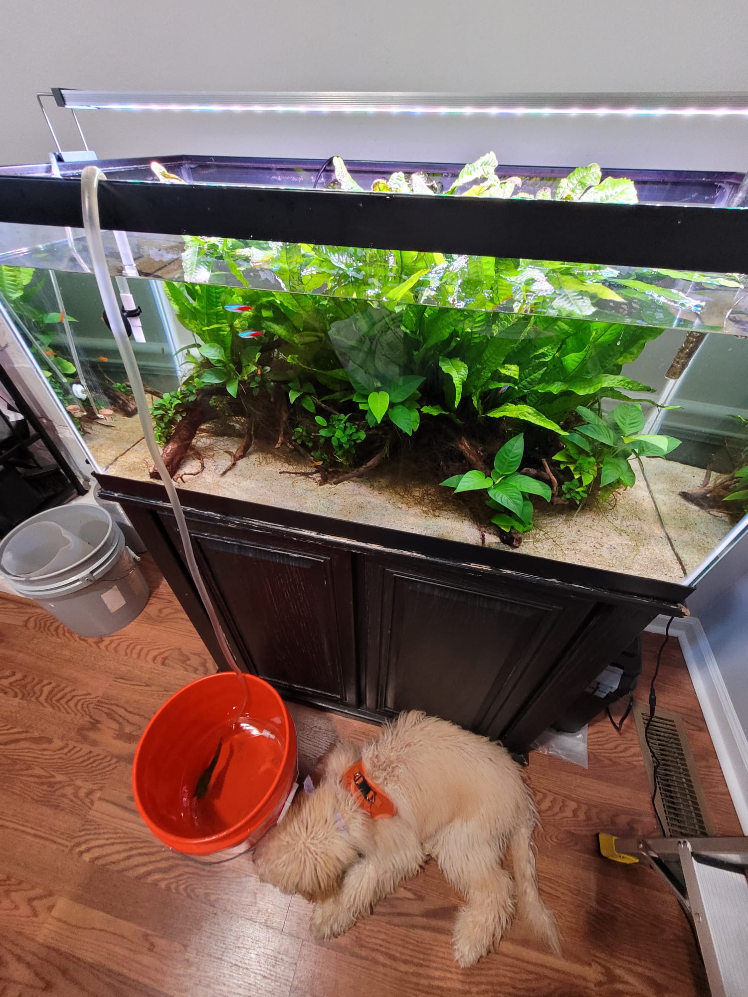 Professional aquarium maintenance service
