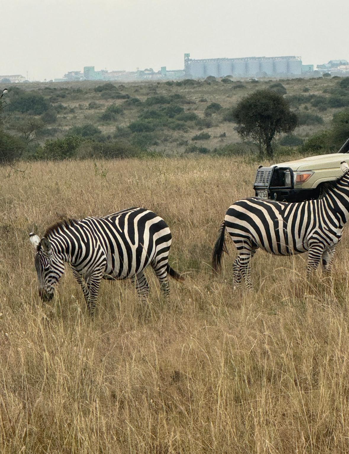 Safari adventures that awaken wonder