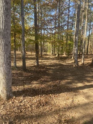 Forestry Mulching in Coweta County