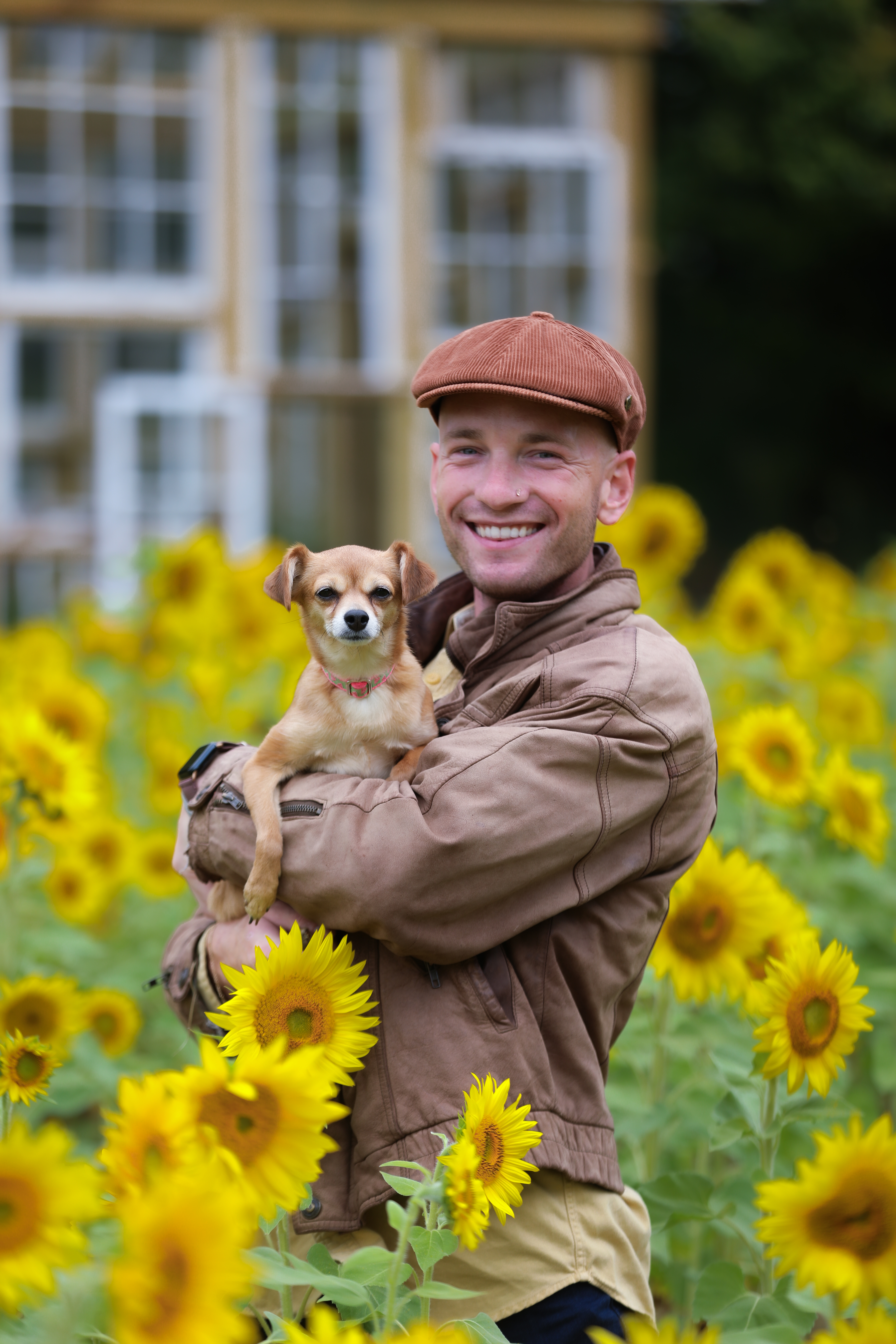Sunflower field at Wildflower Glasshouse