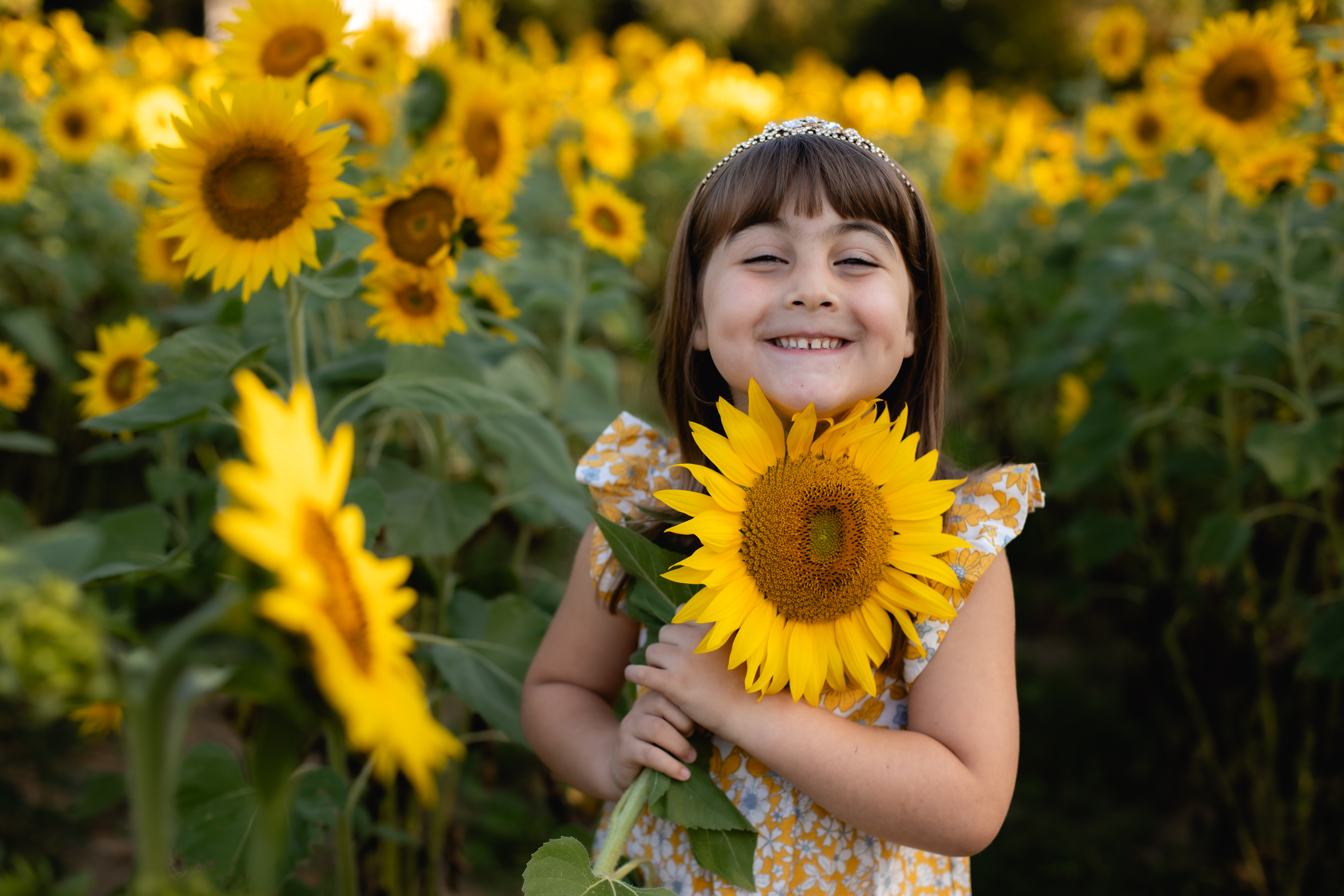 Sunflower field at Wildflower Glasshouse