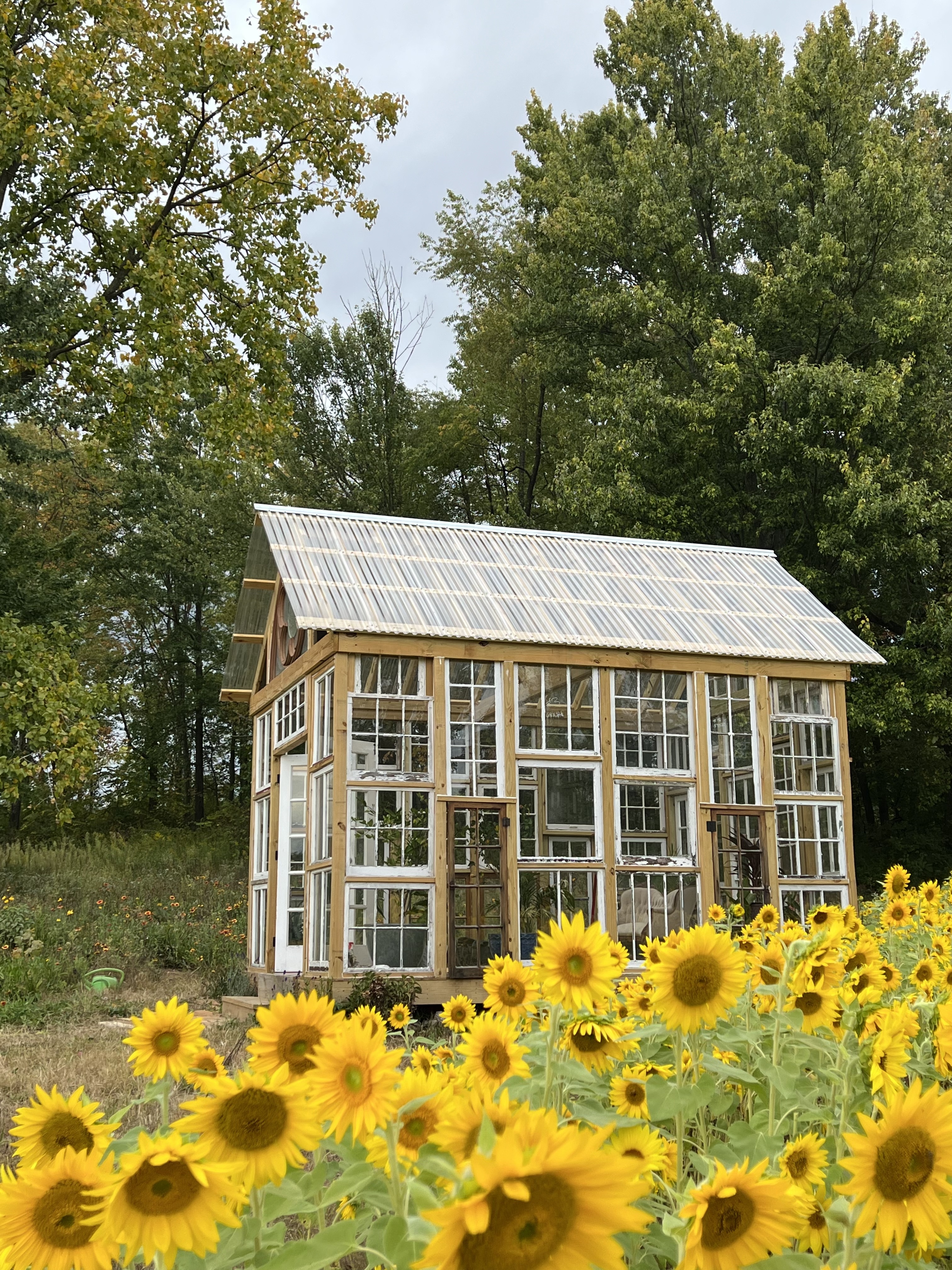 Sunflower field at Wildflower Glasshouse