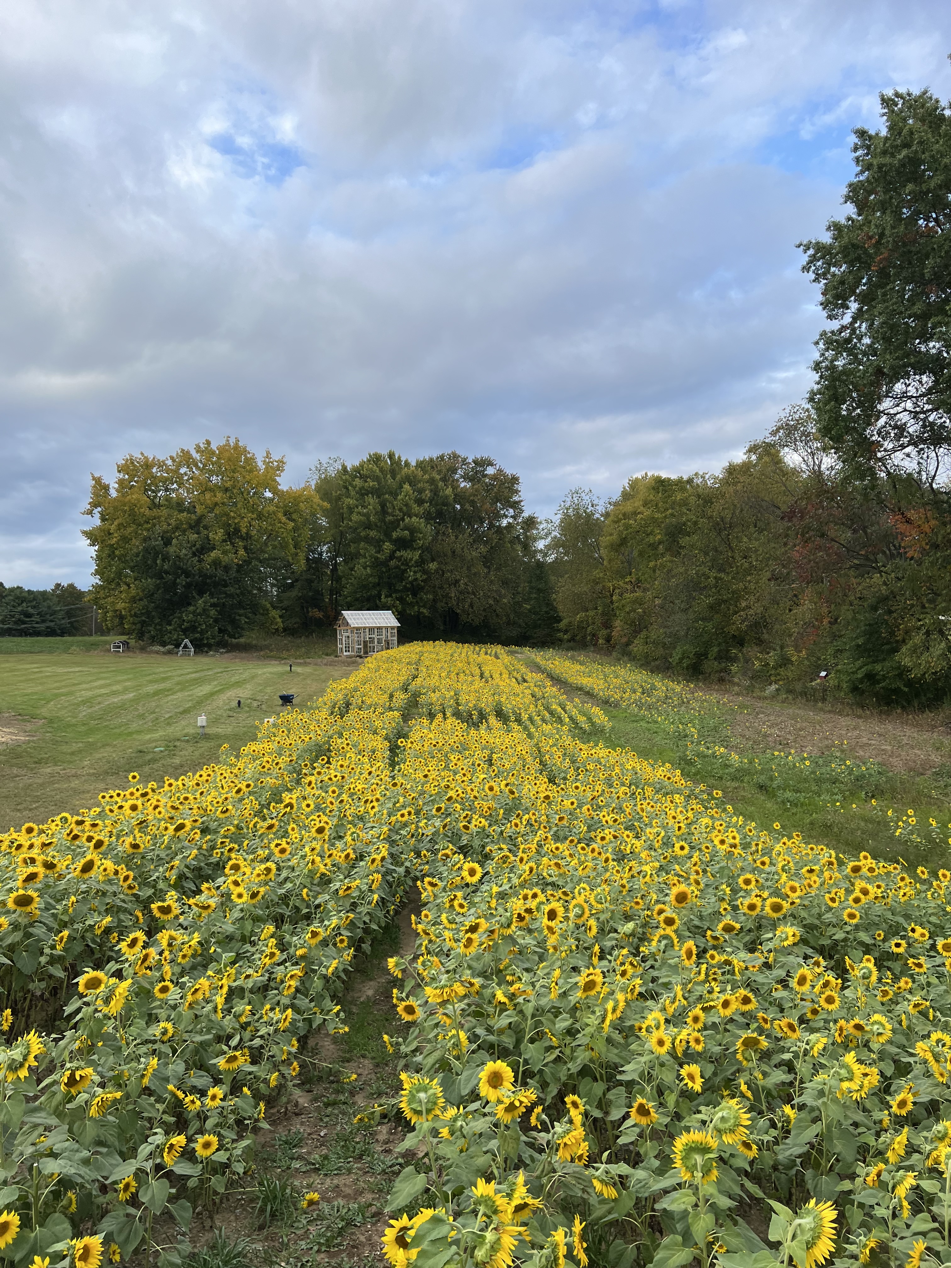 Sunflower field at Wildflower Glasshouse