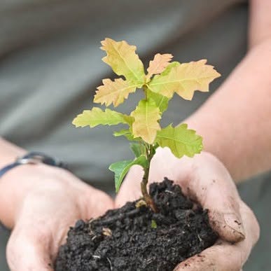 Tree sapling about to be planted