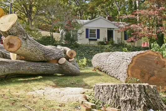 Logs scattered across the ground after the Trailblazers team cleared dead trees from a local homeowners property