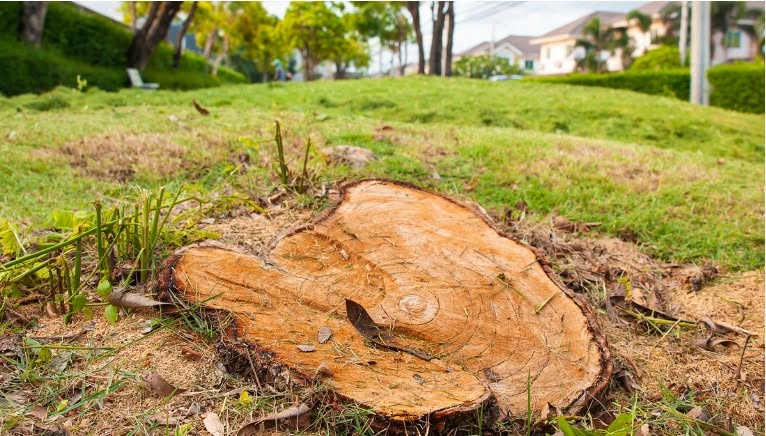 Stump from a dead tree about to be grinded and removed by Trailblazers