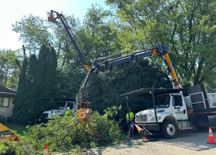 Trailblazers team removing a tree from a local homeowners property