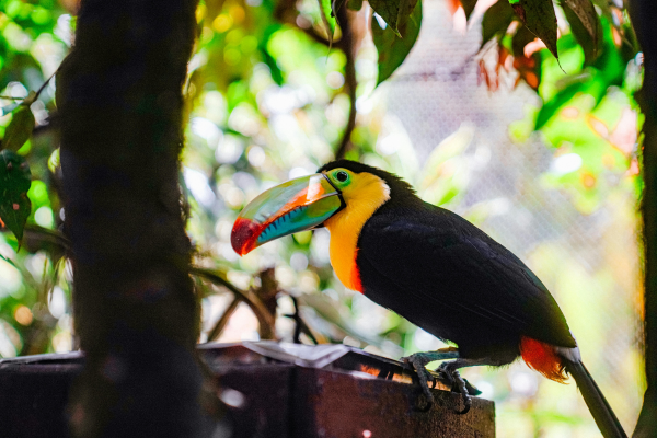 Colorful keel-billed toucan surrounded by tropical greenery near GAÏA Riverlodge in Belize