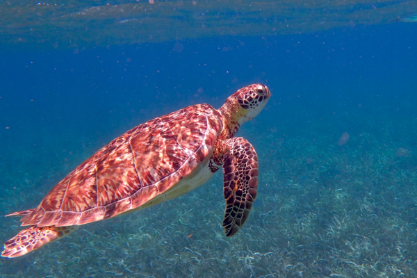 Sea turtle swimming above seagrass in clear tropical water during a snorkeling excursion