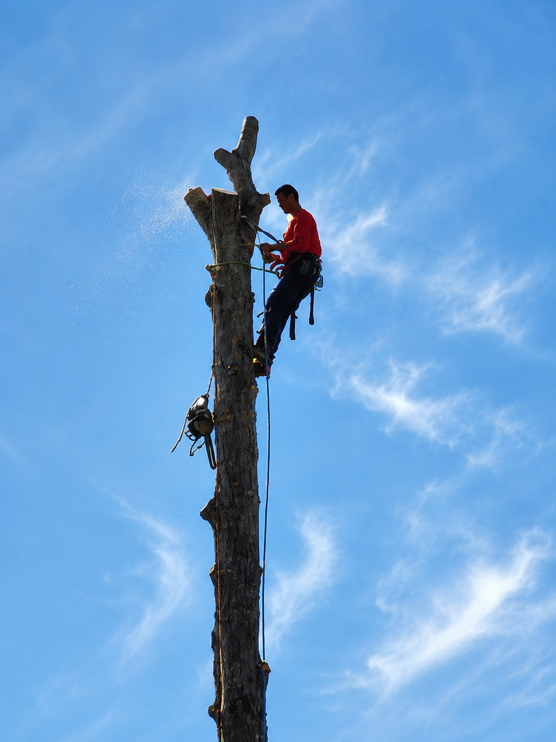 Tree service