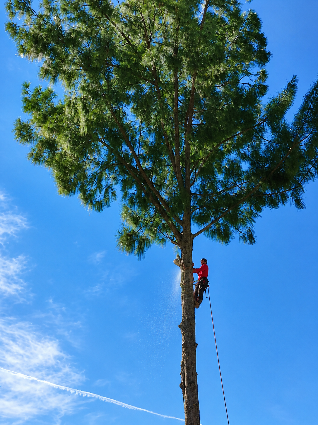 Firewood delivery Pinellas County