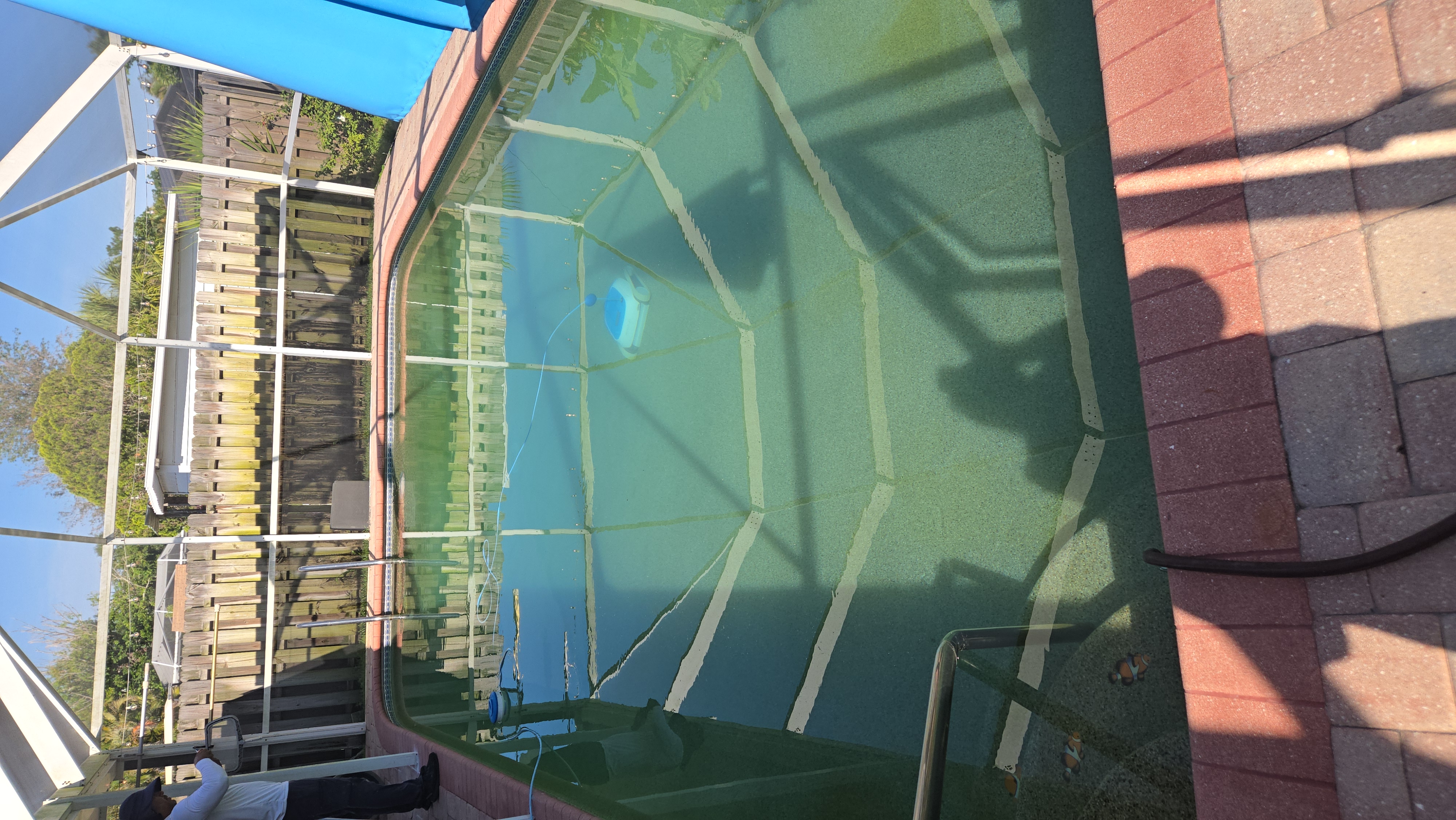 Green algae-filled pool before recovery treatment in Sarasota FL