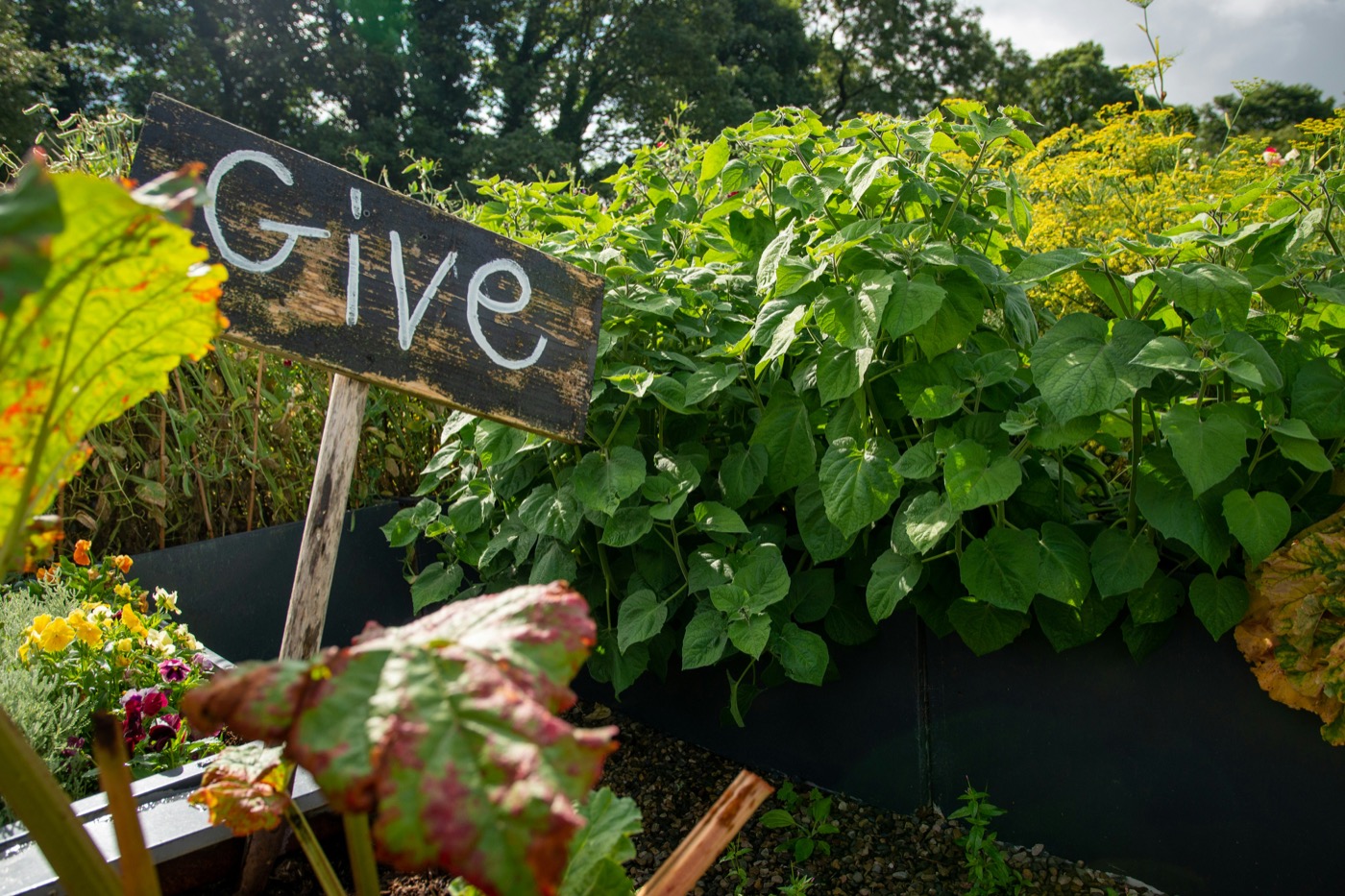 A leafy garden bed with a hand-painted wooden sign that reads Give