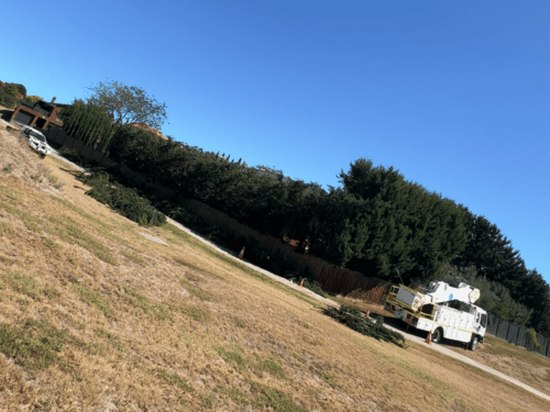 Hedging in Macedon Ranges
