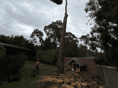 Tree Felling in Macedon Ranges
