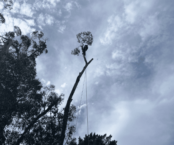 Tree Removal 