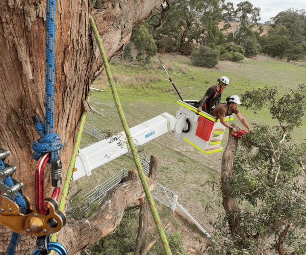 Tree Pruning Macedon Ranges
