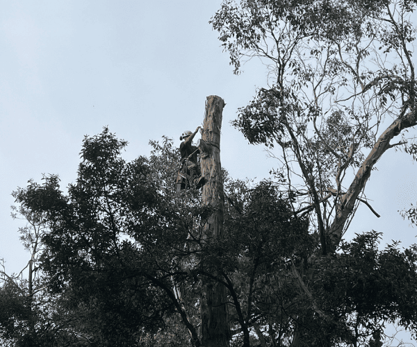 Hedging Macedon Ranges