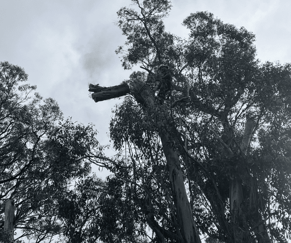 Tree Felling Macedon Ranges