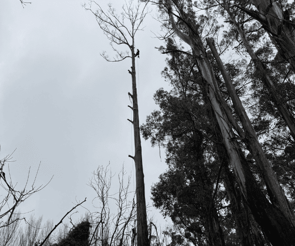Stump Grinding Macedon Ranges