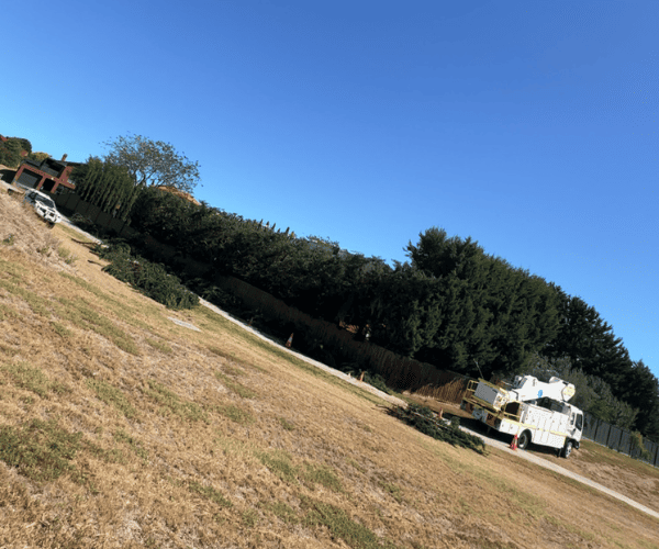 Tree Pruning Macedon Ranges
