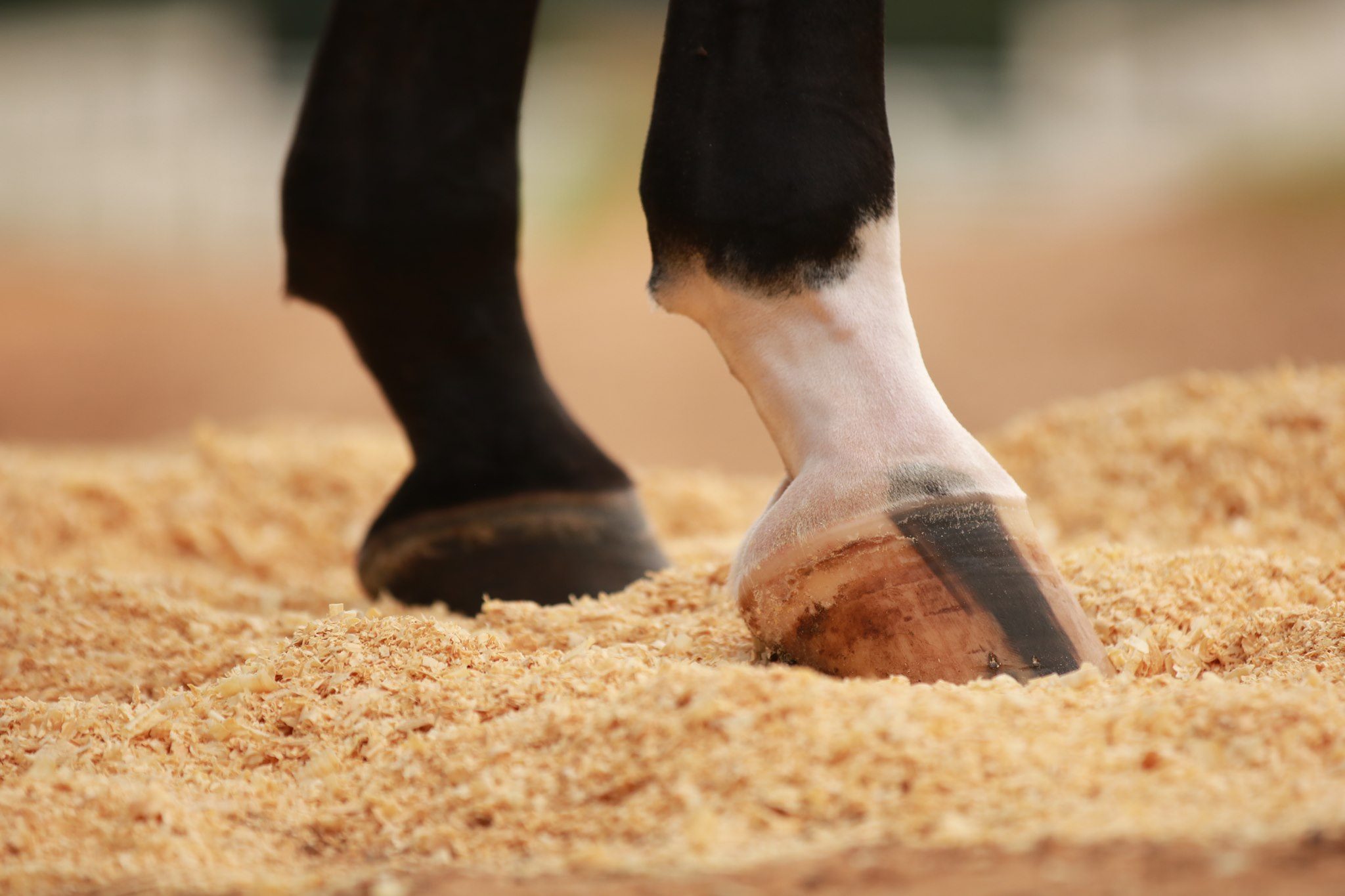 Stall bedding