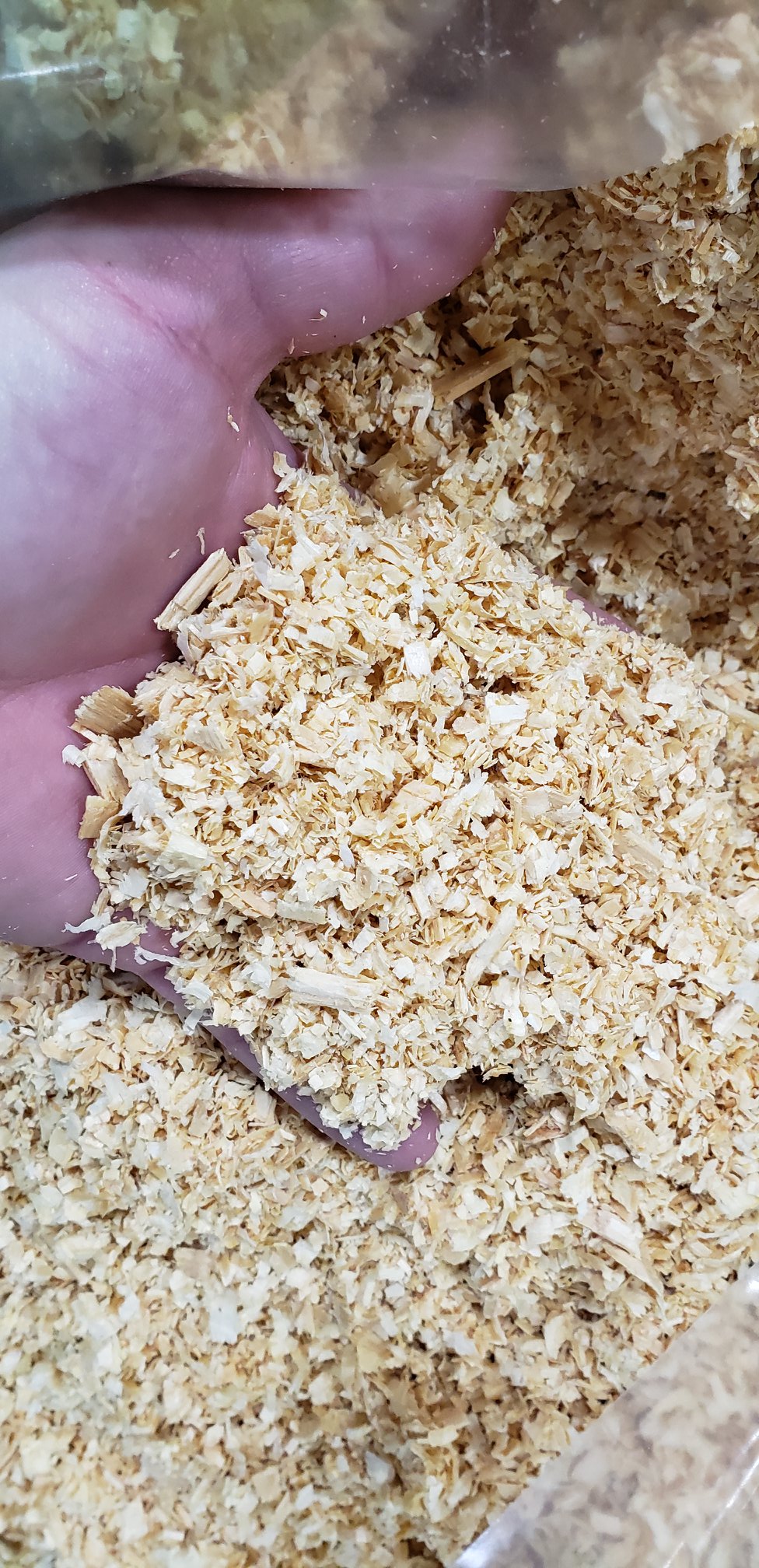 Fine Pine shavings