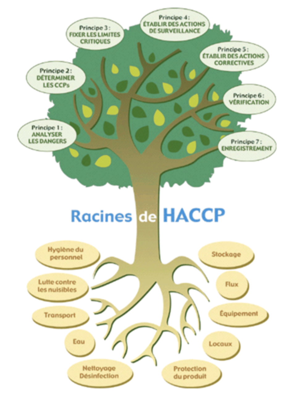 7 principes HACCP
