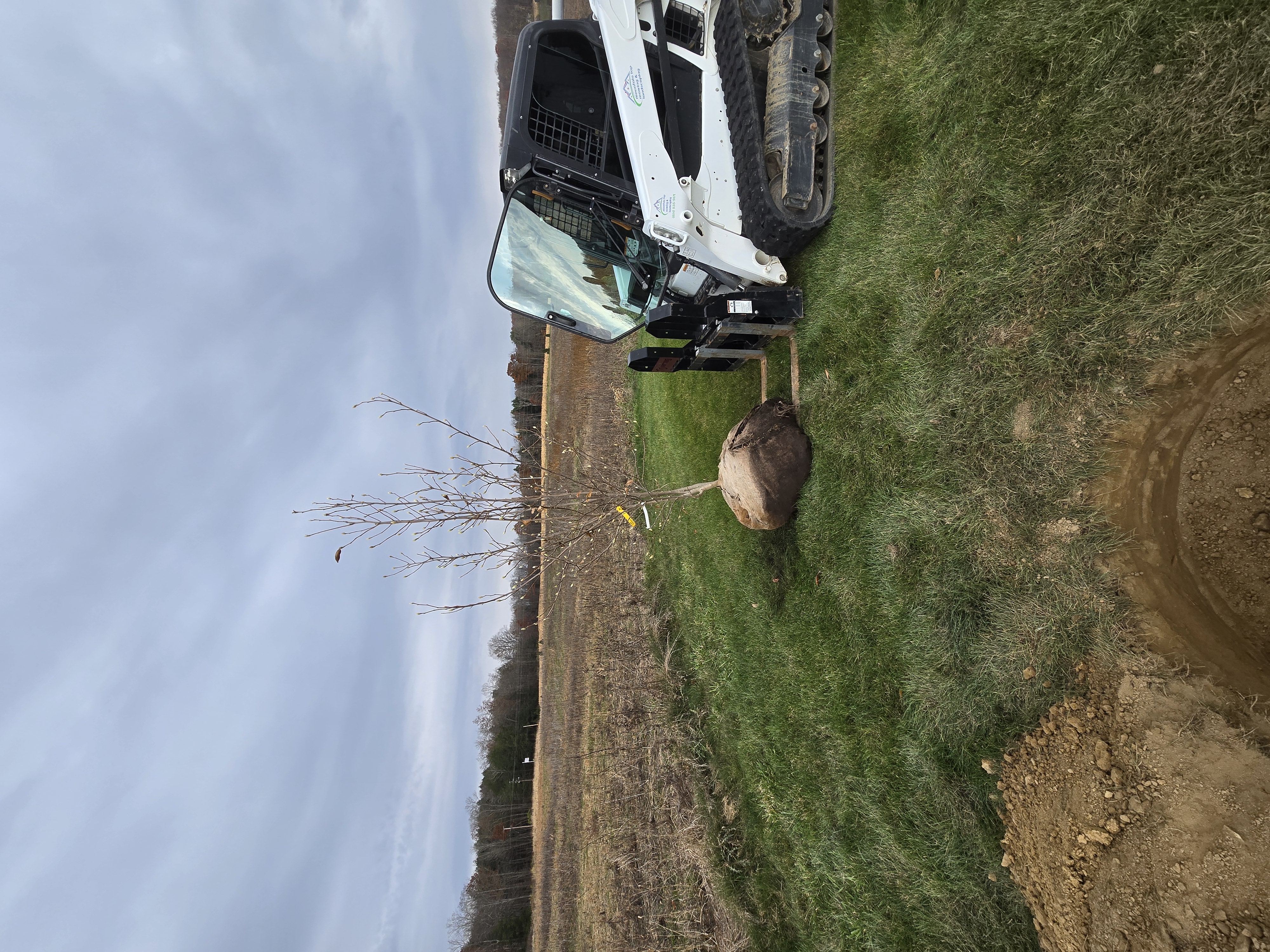 Tree Services in Altoona PA