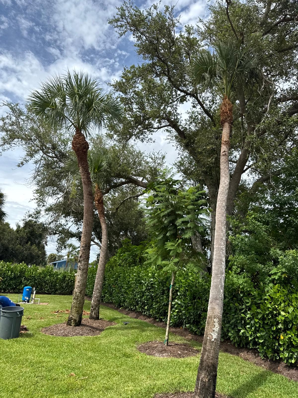 Tree Removal in Venice
