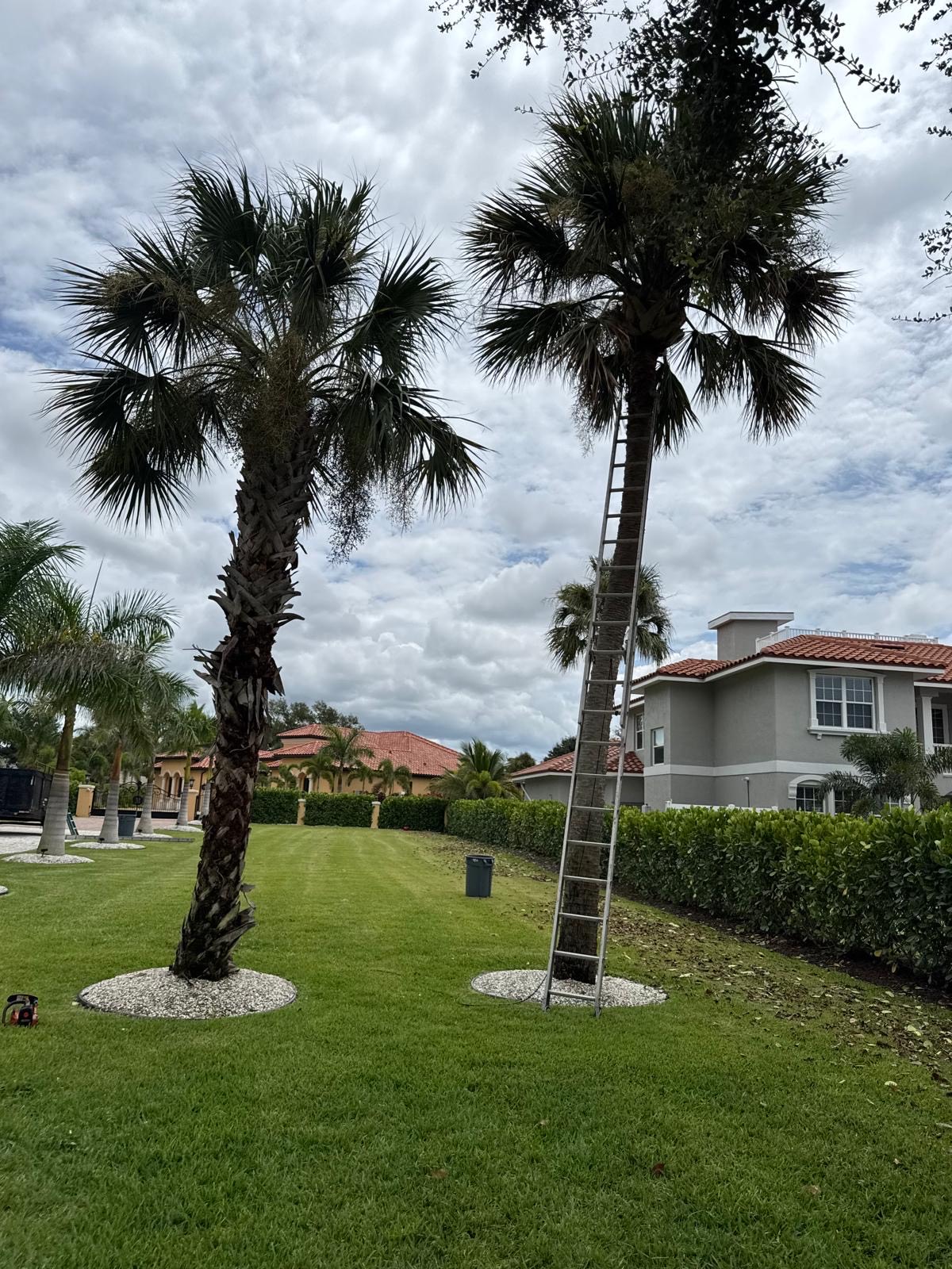 Tree Removal Venice