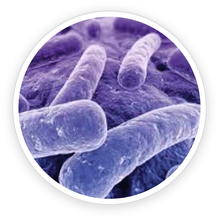 Lactobacillus Reuteri