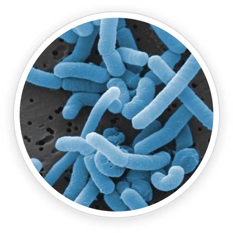 Lactobacillus Paracasei