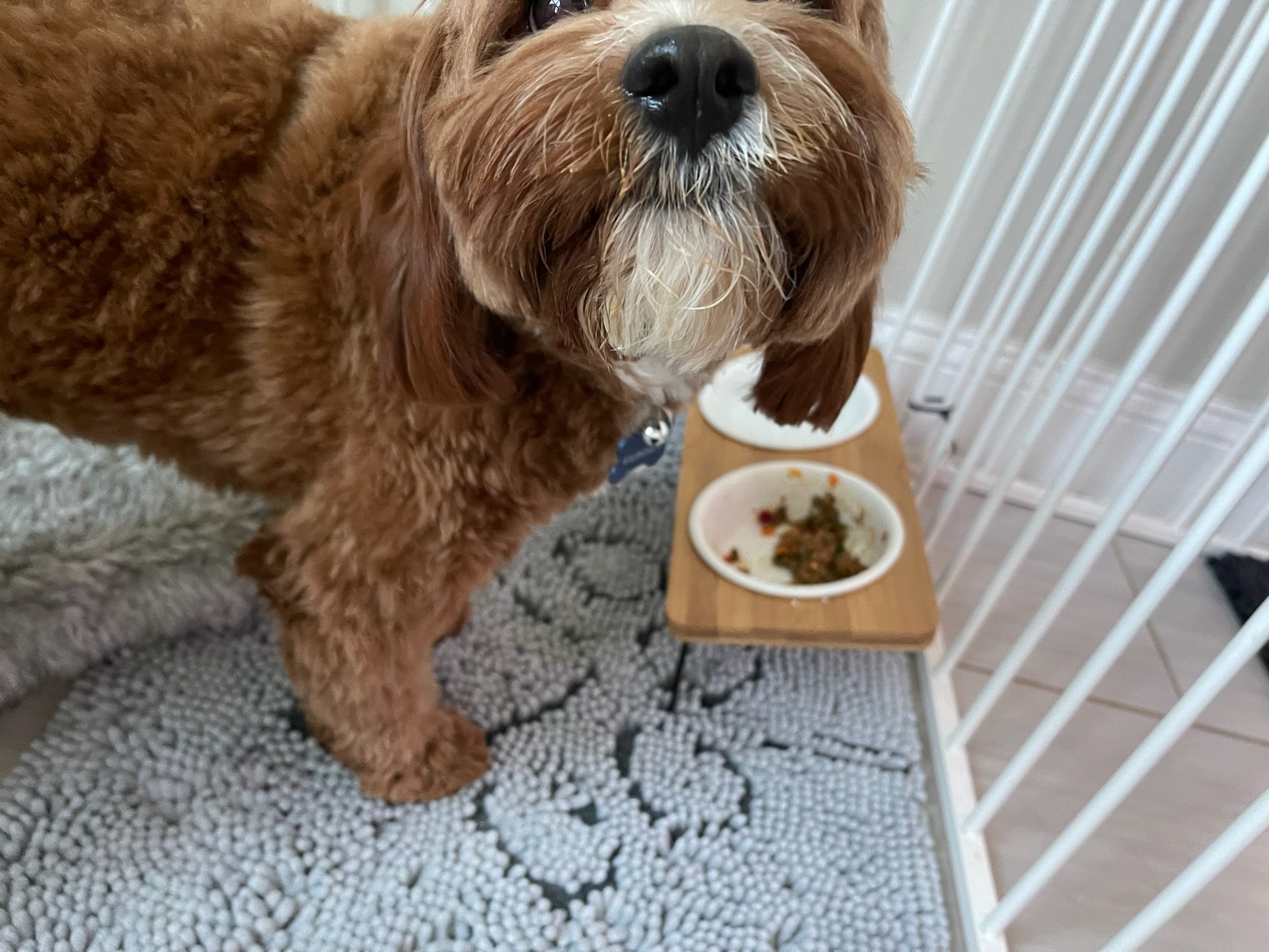 Golden retriever outdoors