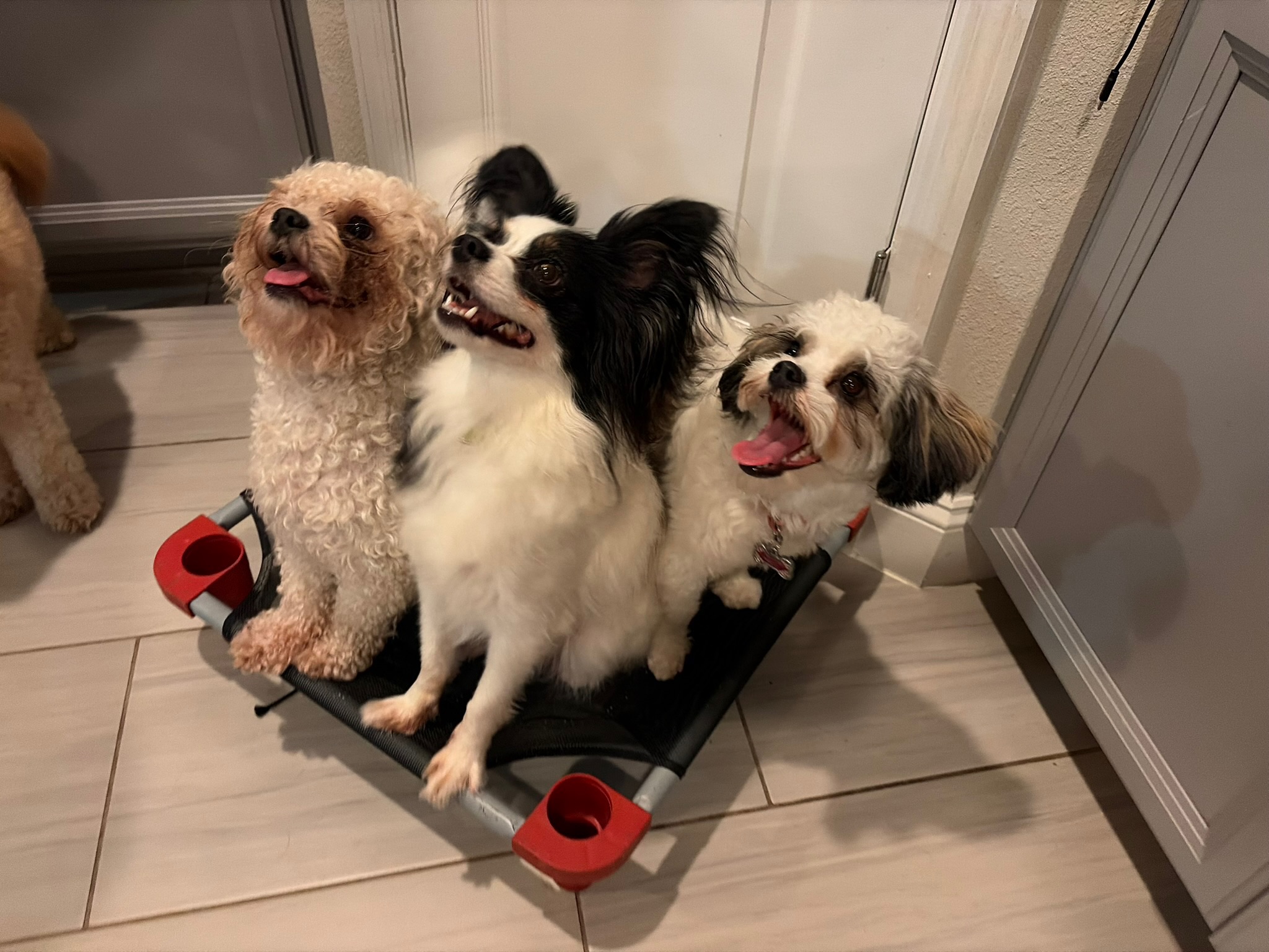 Golden retriever near the water