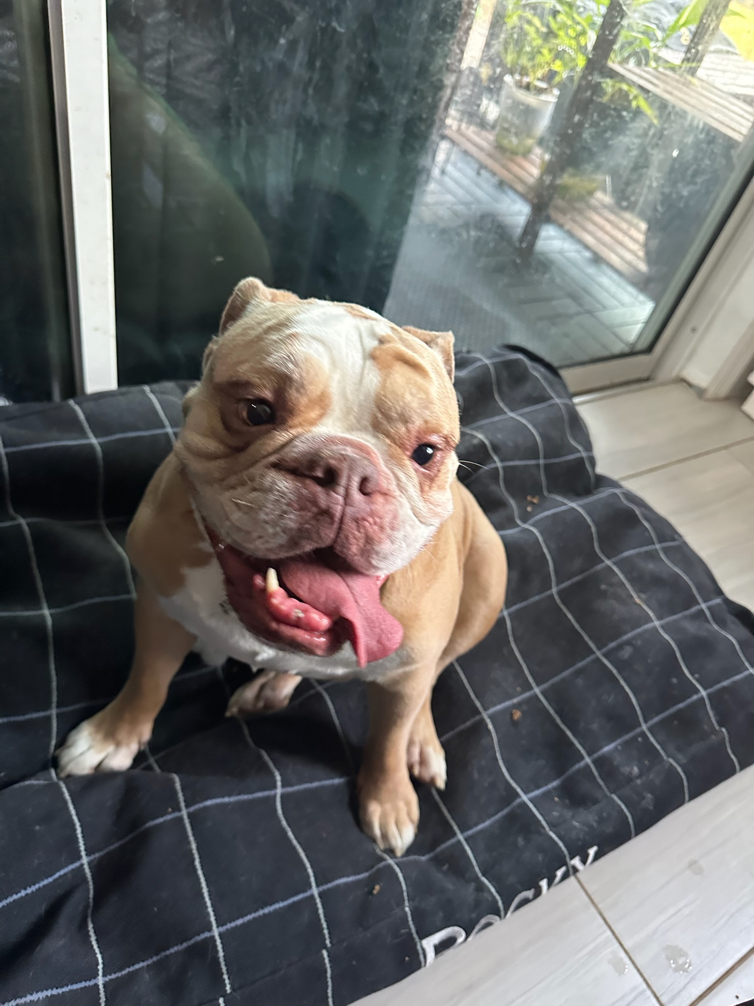 Happy dog at the beach