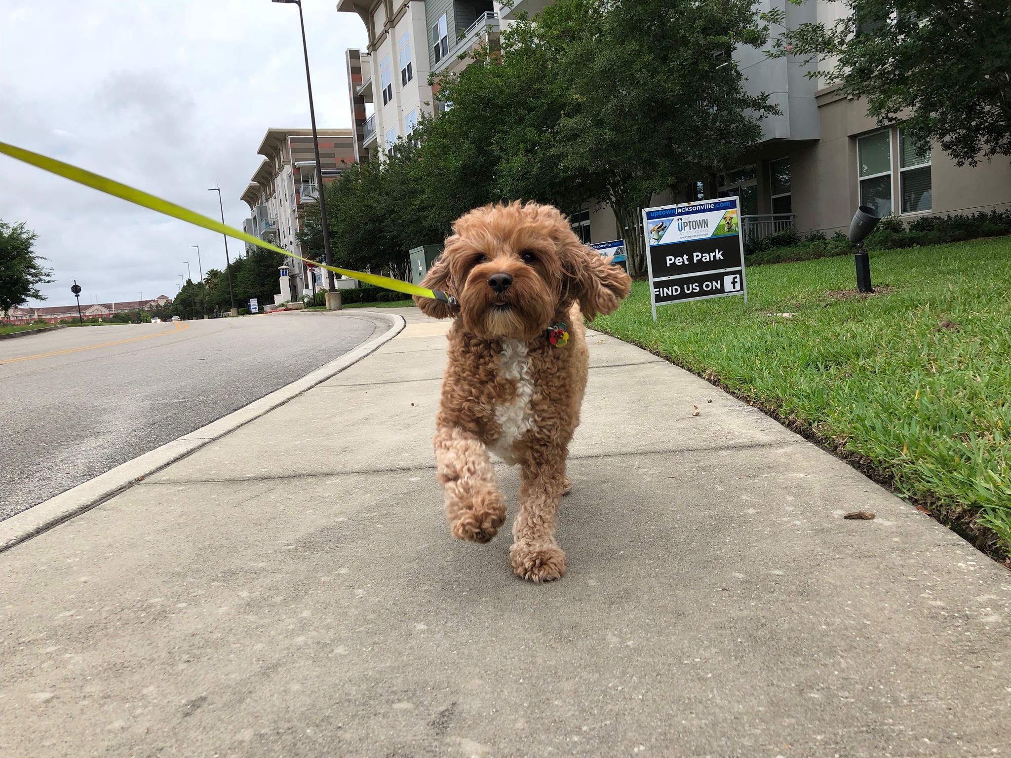 Dog chewing a bone outside