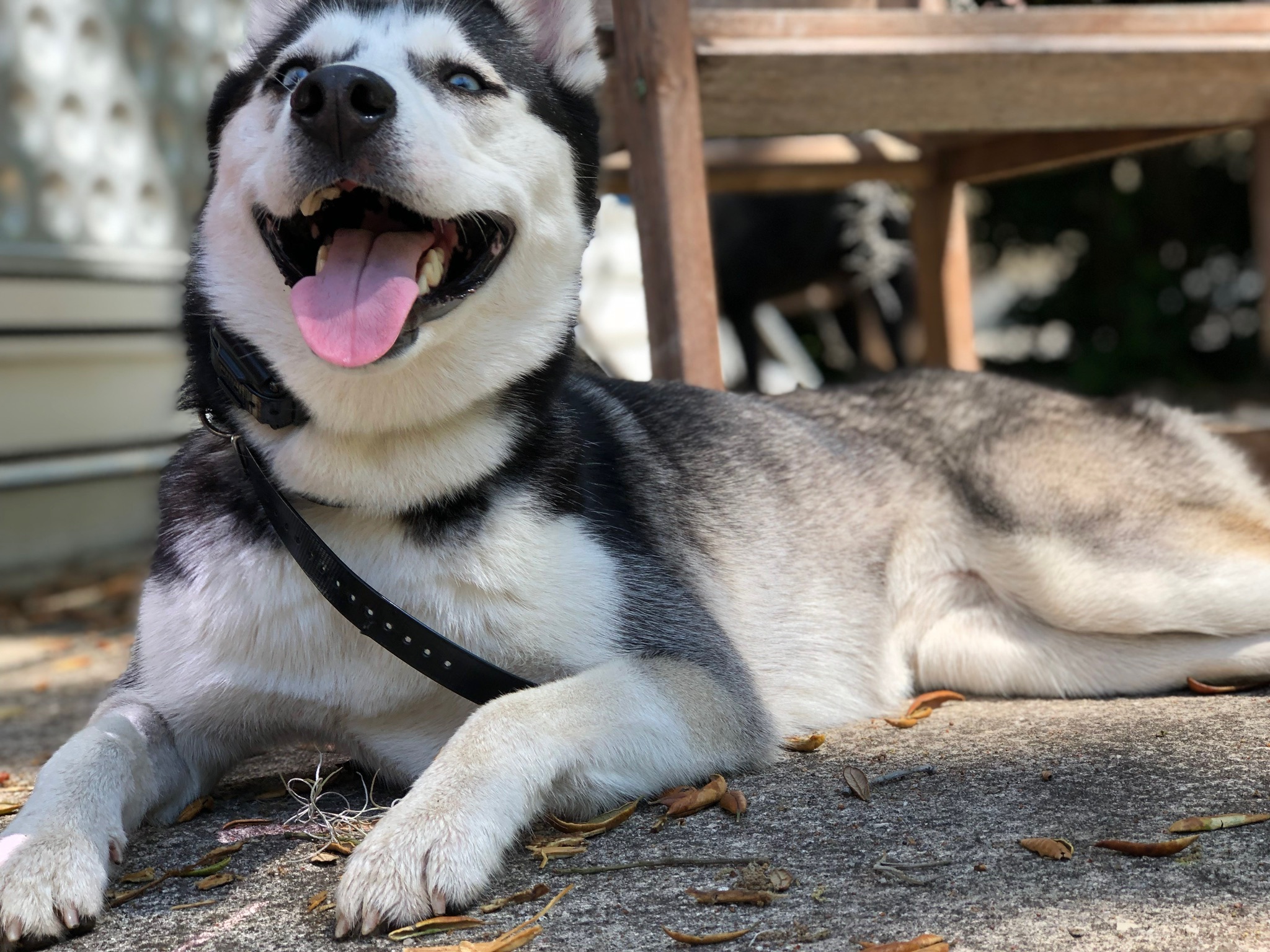 Dog relaxing during boarding