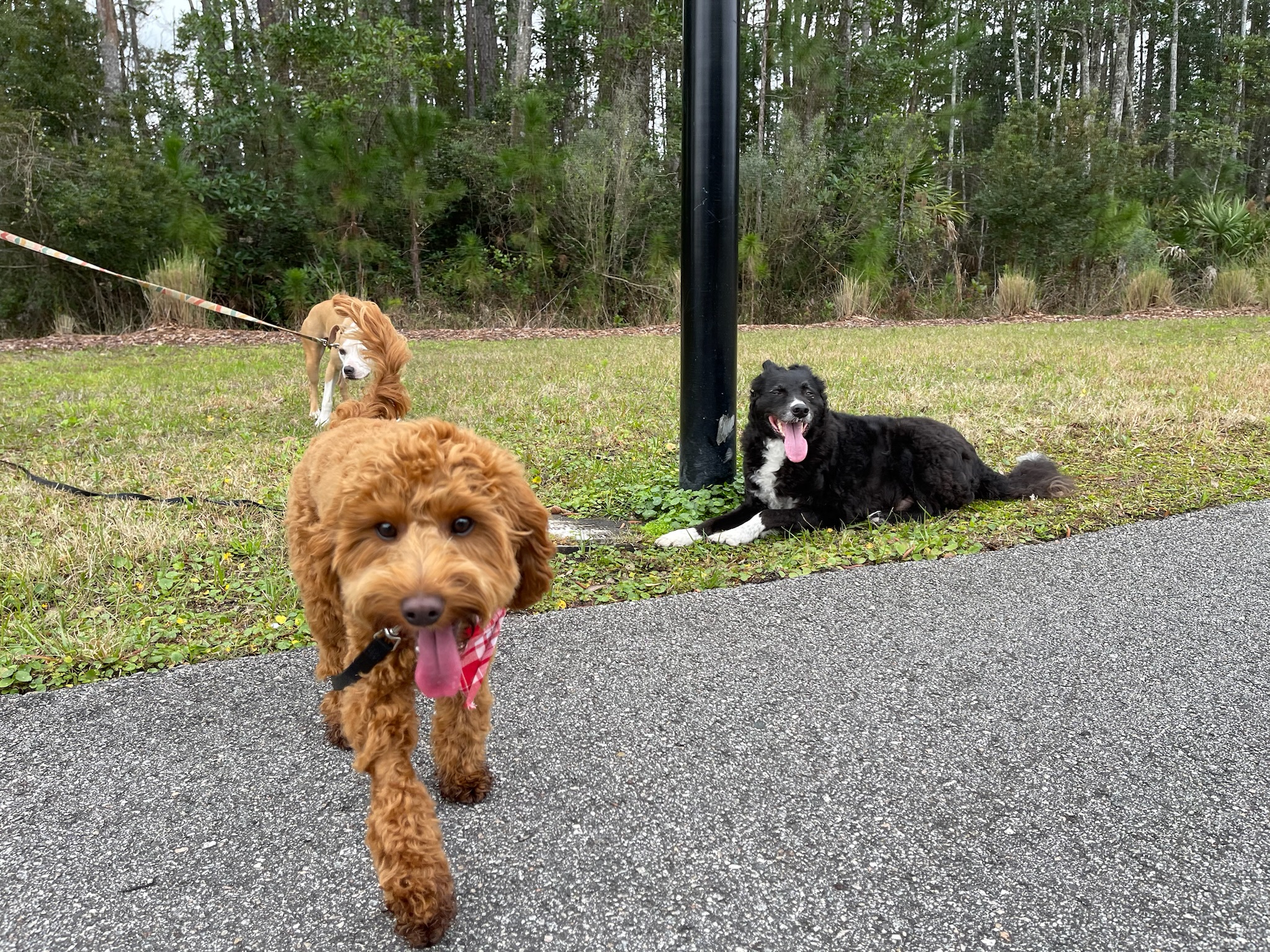 Smiling dog at the beach