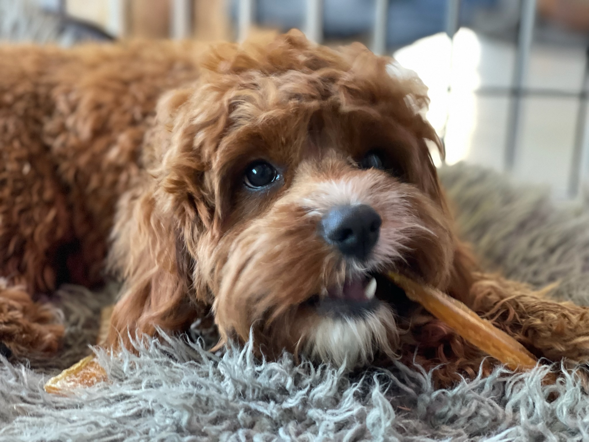 Dog enjoying an outdoor boarding stay