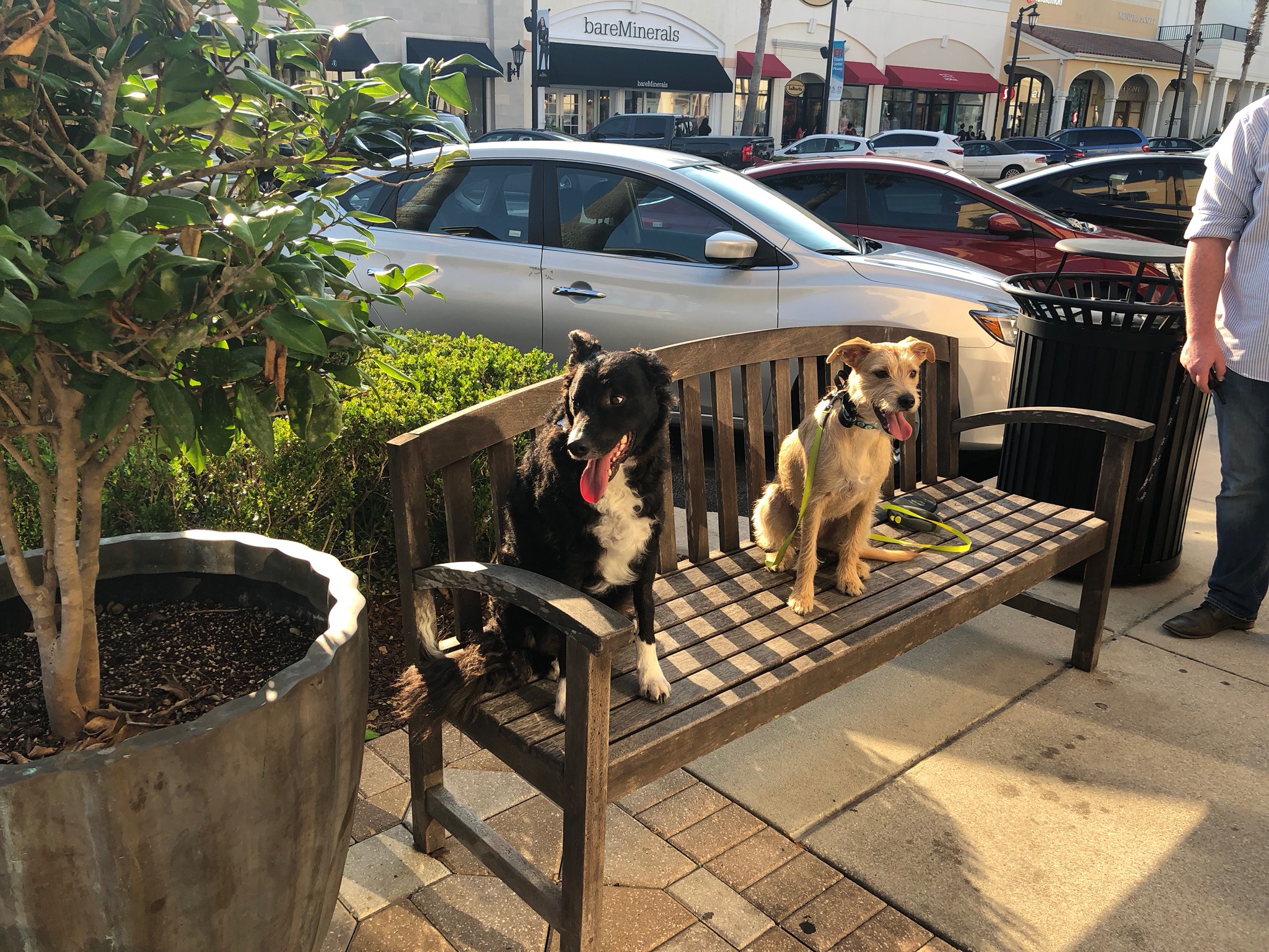 Dog sitting outdoors