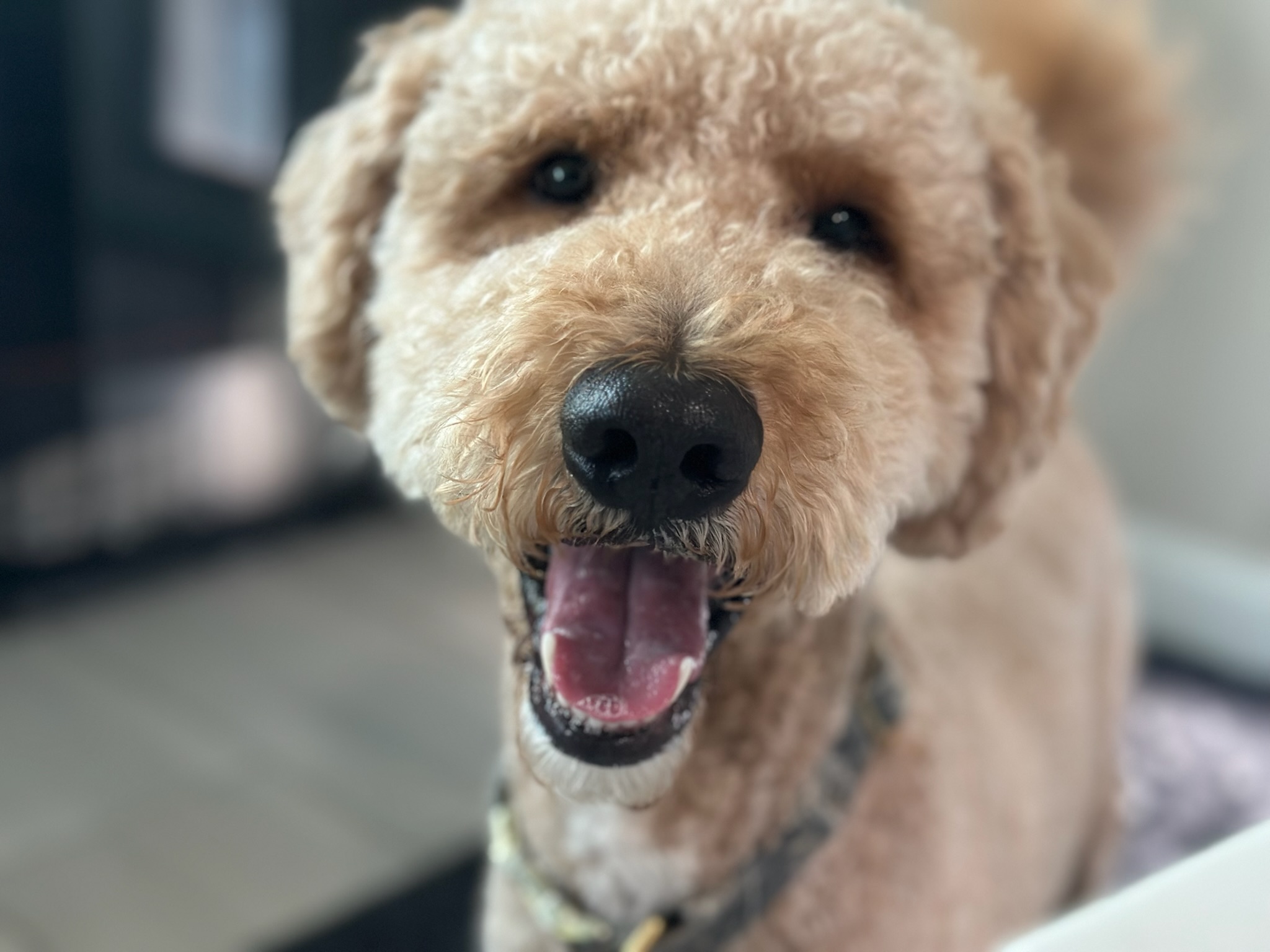 Dog enjoying time outdoors