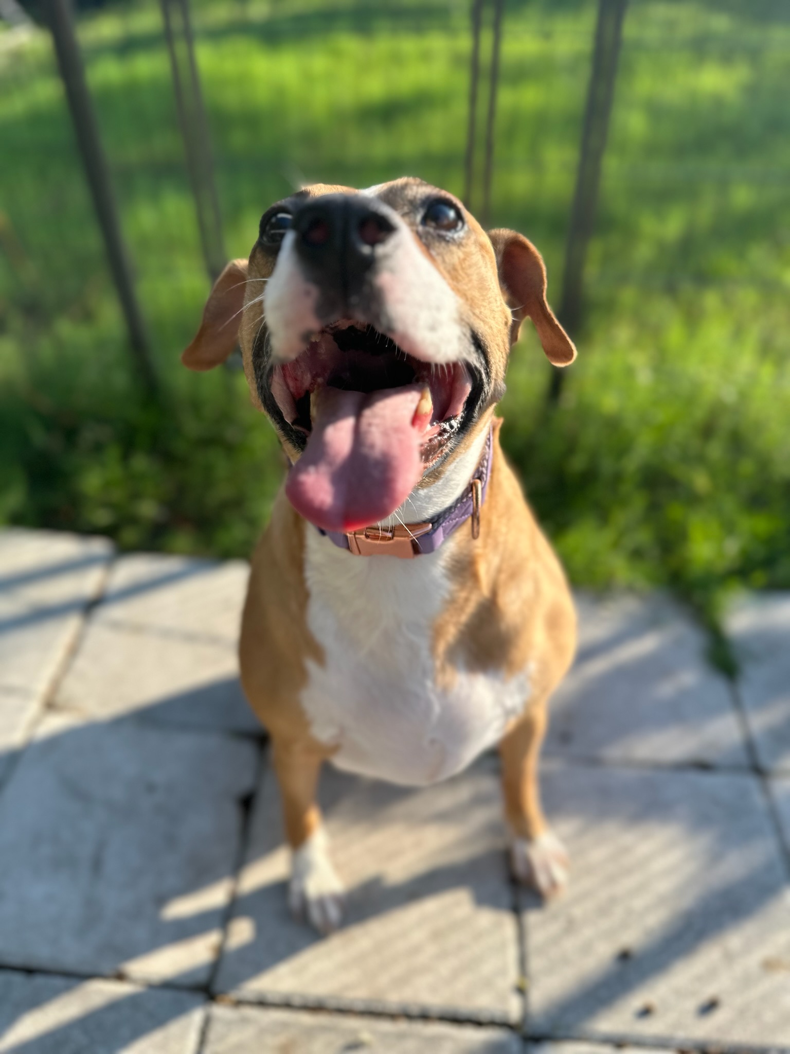 Dog outdoors during care