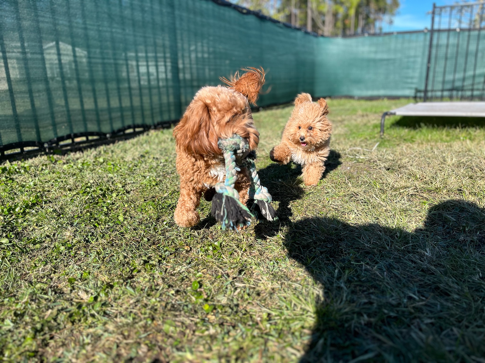 Golden retriever by the water