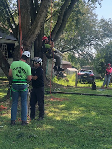 Live tree climbing training