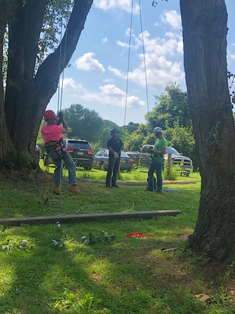 Intro to Tree Climbing