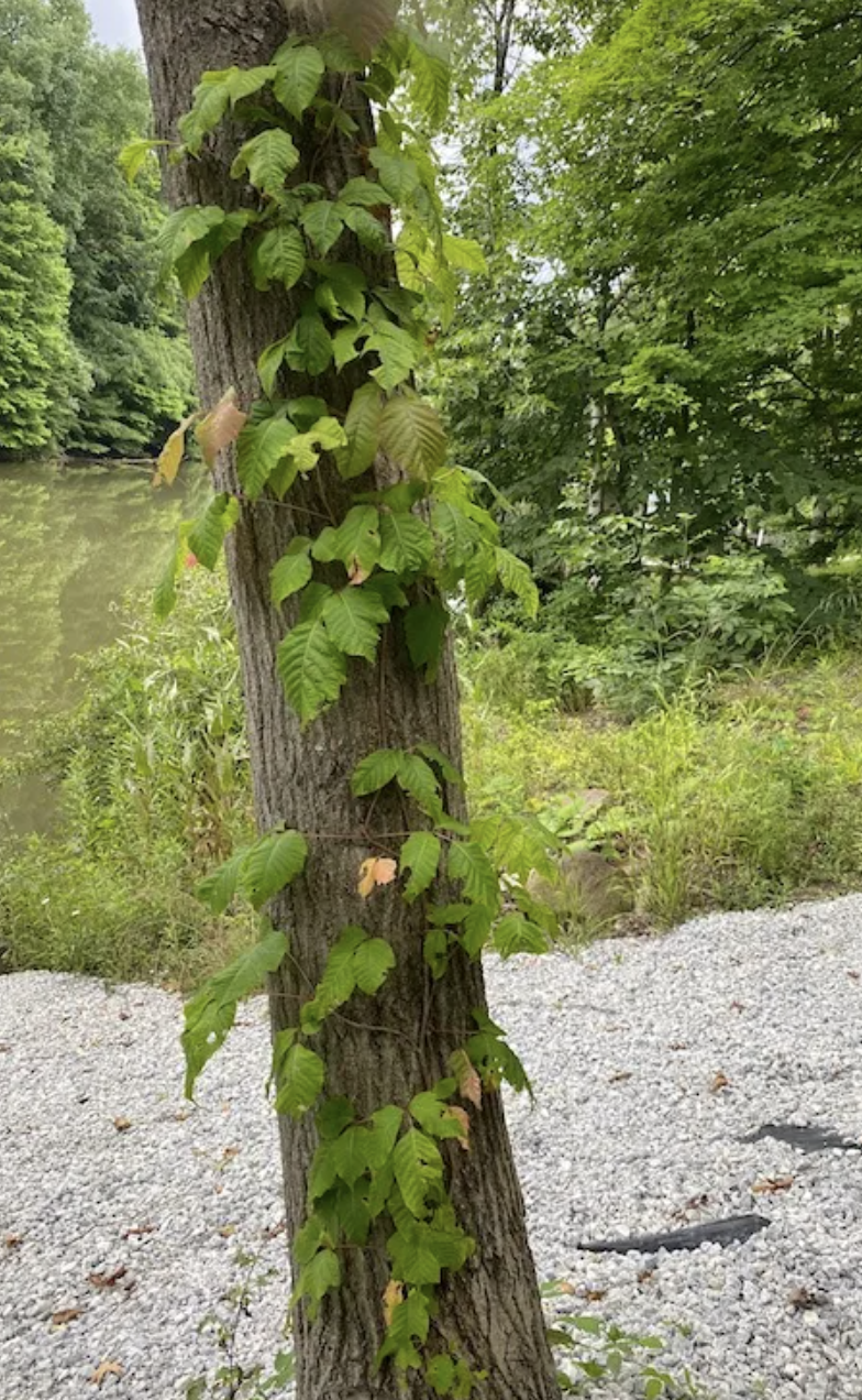 Poison ivy vines removed from a property in Upper Bucks County, PA