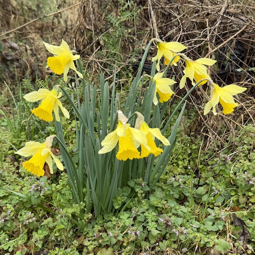 Group of Wild Daffodils Georgia