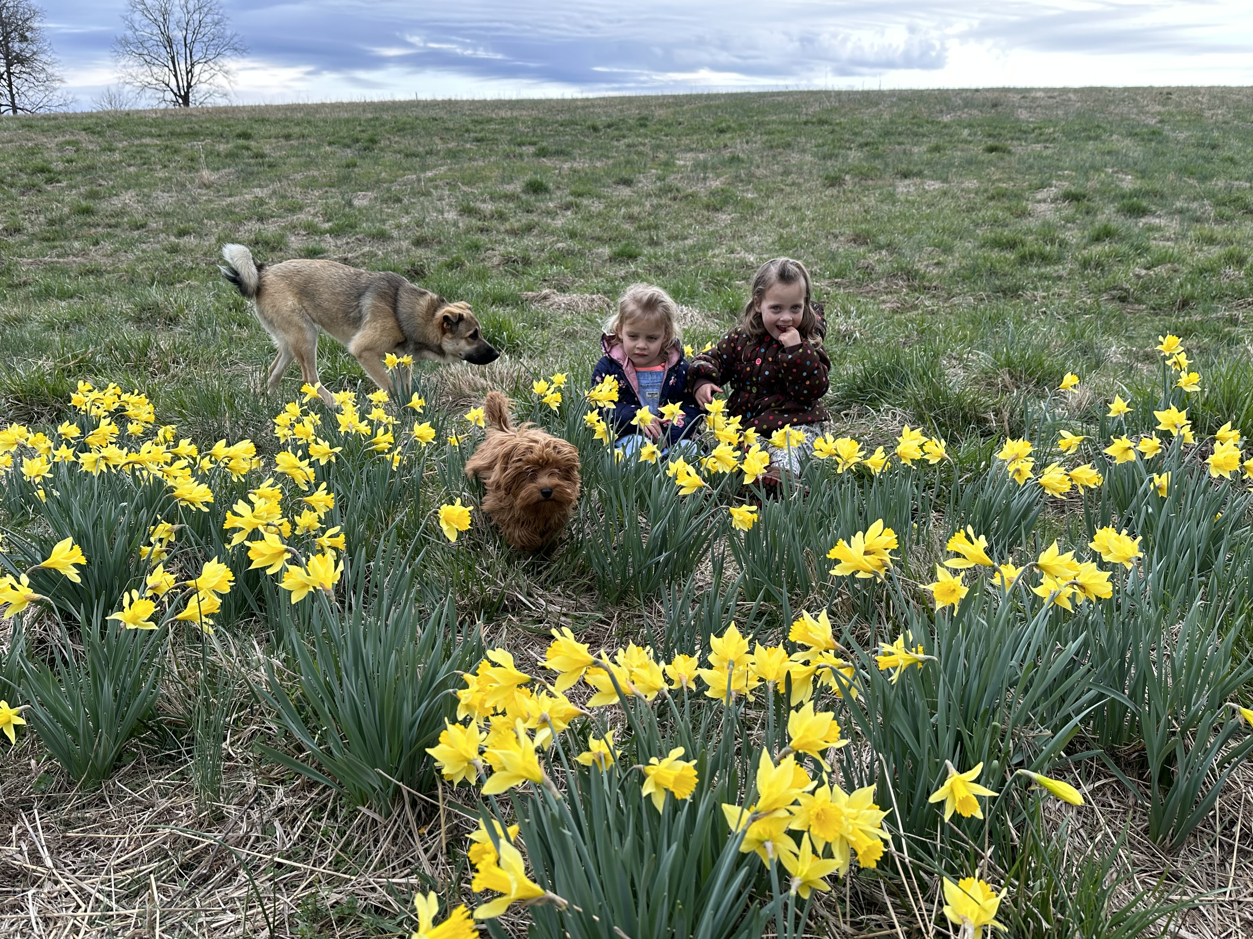 Georgia Dogs, Daffodils and children playing